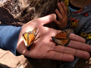 Así es la mariposa monarca
